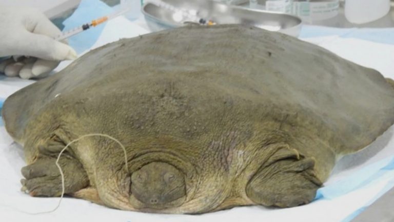 Endangered Freshwater Turtle Rescued In Apayao River