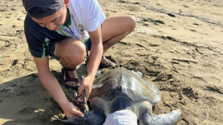 DENR Leads Rescue, Release Of Olive Ridley Sea Turtle In Aurora