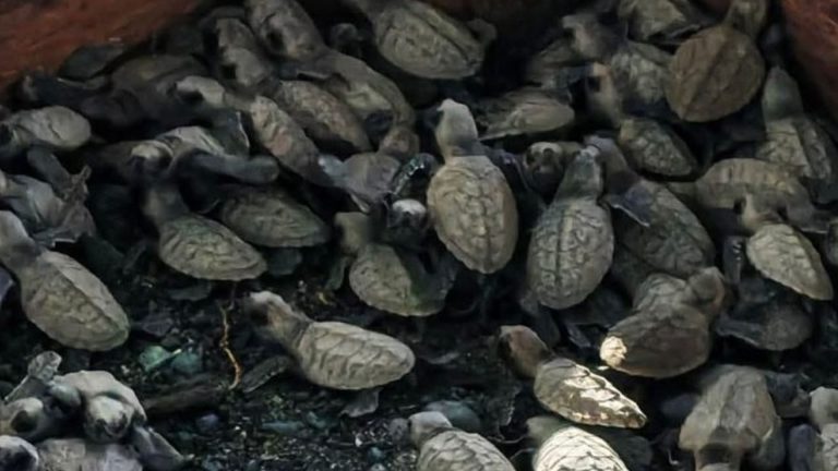 166 Turtle Hatchlings Released To Sea In Agusan Del Norte