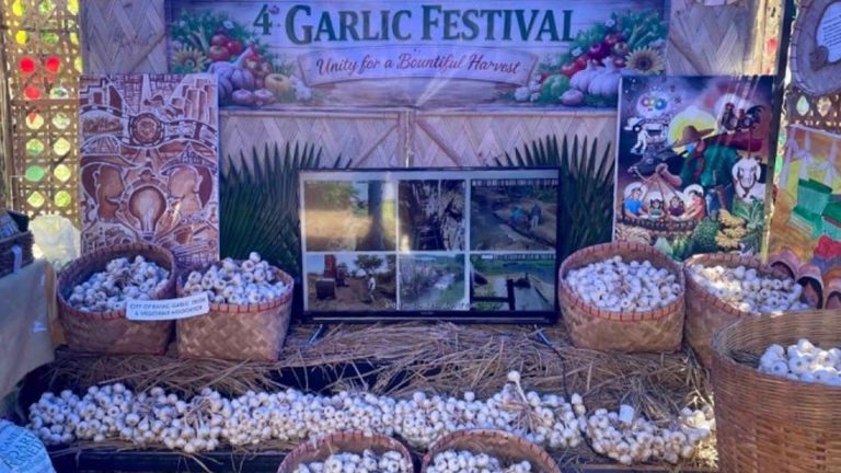 Ilocos Garlic Sustains ‘White Gold’ Philippine Tag