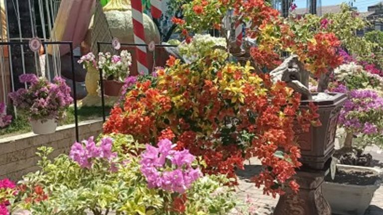 Provincial Government Holds Modest Celebration For 125th Semana Sang Iloilo