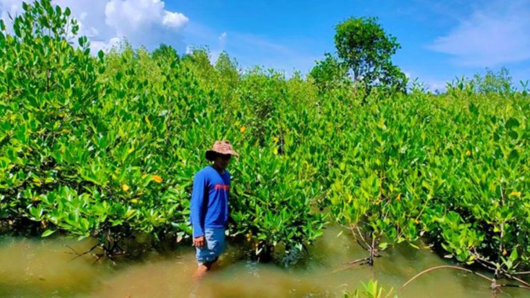 DENR Forges Ties To Rehab Mangrove Areas In Tacloban