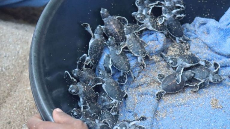 35 Green Sea Turtle Hatchlings Released In Catanduanes