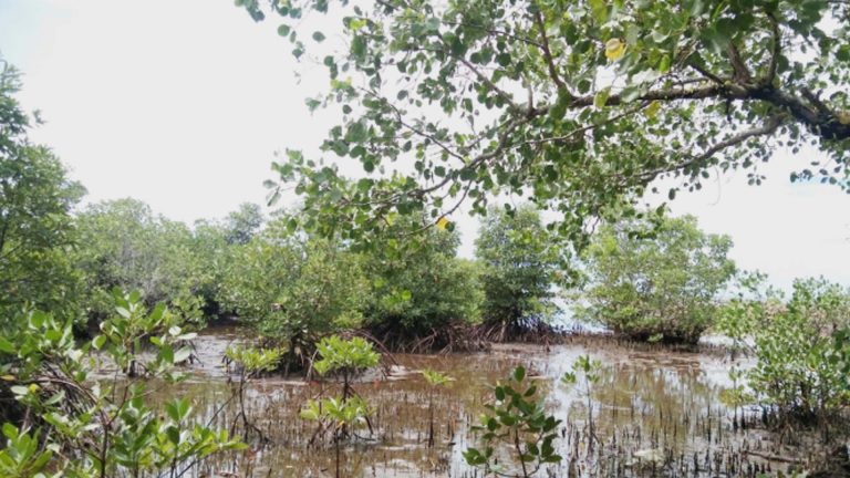 NGP Hits Milestone With 178,425 Hectares Reforested In Eastern Visayas