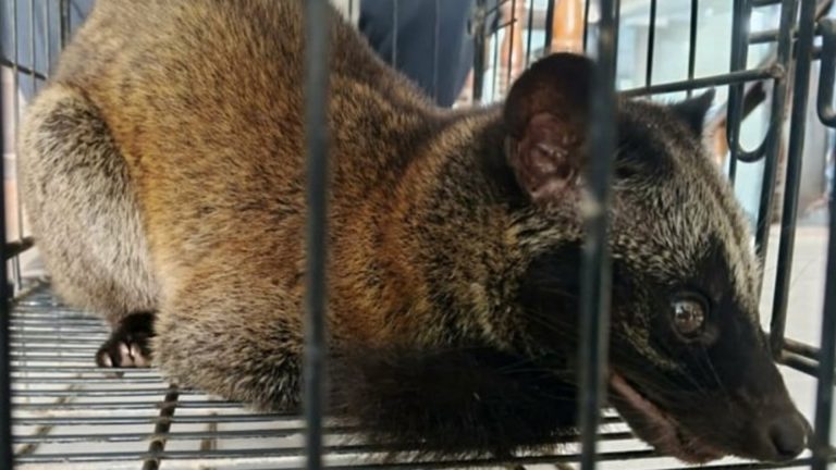 Rescued Philippine Palm Civet Released In Zamboanga Del Norte Forest