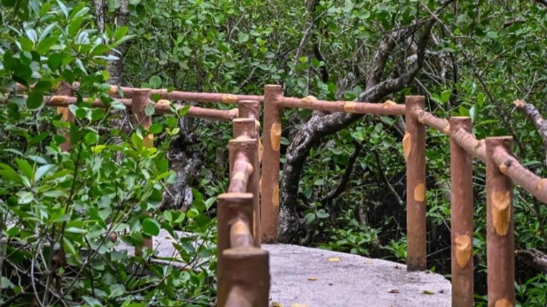 Samar Government Eyes Mangrove Safari As Eco-Tourism Site