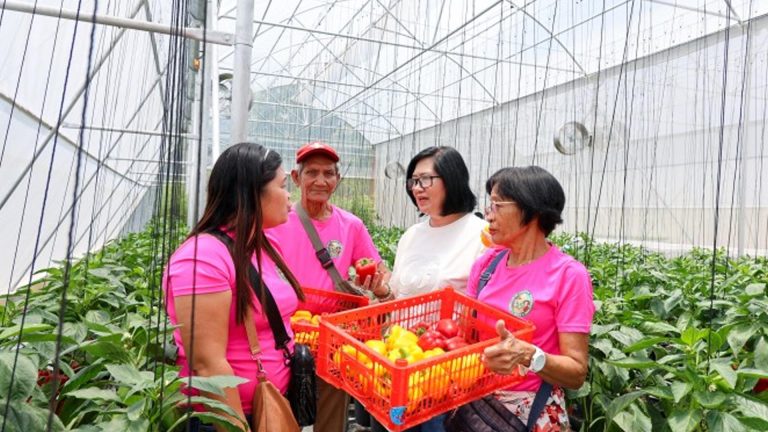 Solar-Powered Greenhouse In Passi City Boosts Urban Farming
