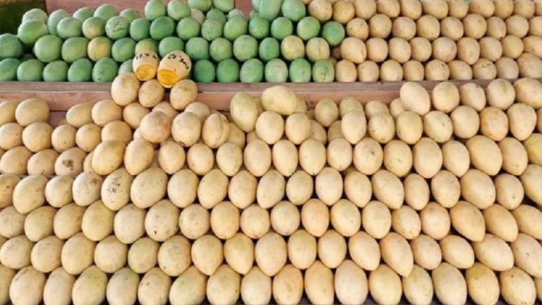 Guimaras’ World-Famous Mangoes Available Via PHLPost Delivery