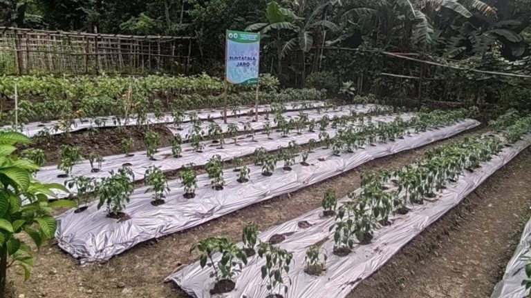 Iloilo City To Activate Communal Gardens In Barangays