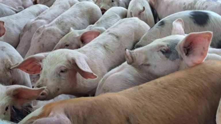 Department Of Agriculture Expands Hog Repopulation Program To Restore Swine Industry