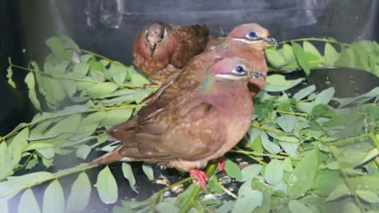 DENR Releases 8 Rehabilitated Wildlife In Zamboanga Sibugay Forest