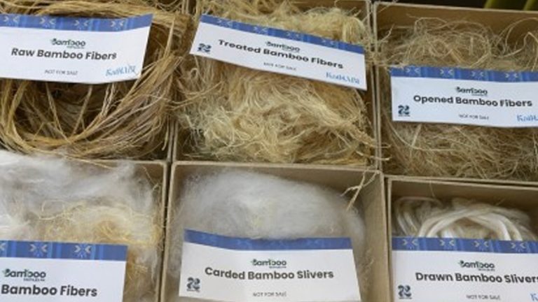 Batac City Ramps Up Bamboo-Growing Initiative To Boost Supply