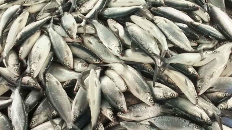 Anti-Poverty Project Sustains Milkfish Production In Eastern Samar