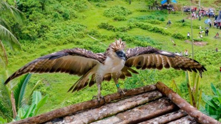 Philippine Eagle Repopulation In Leyte Gets Boost From 3-Party Pact