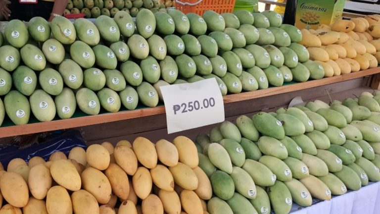 Guimaras Manggahan Fest Eyes Over PHP100 Million In Tourism Receipts