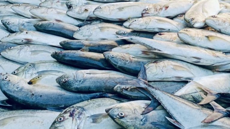 Eastern Samar Fisherfolk Net 2.6-Ton Harvest Under Anti-Poverty Project