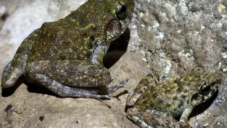 Vulnerable Limestone Frog Seen In Biak-Na-Bato National Park