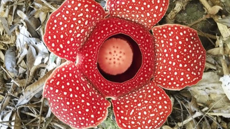 Blooming Rafflesia Enriches Apayao’s Biosphere Reserve