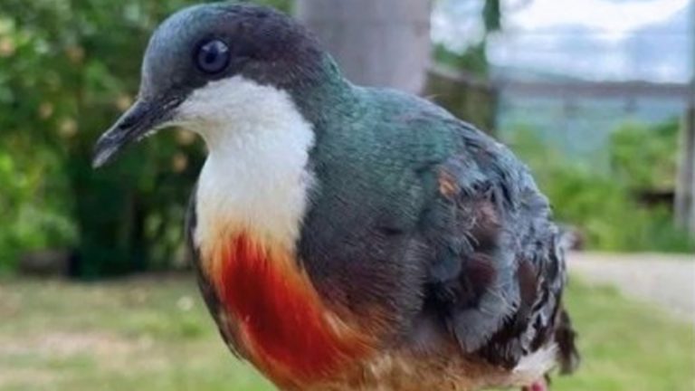 Rare Luzon Bleeding-Heart Dove Released In Apayao Forest