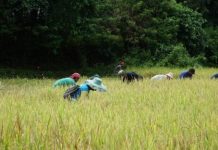DAR To Hand Out Land Titles, Debt Condonation Certificates To 4k ARBs