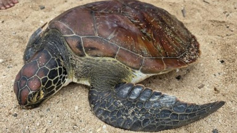 Female Green Sea Turtle Released In Pagudpud