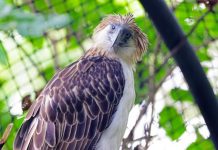 Philippine Eagle Outlives Lifespan In Captivity, A Win In Philippine Conservation