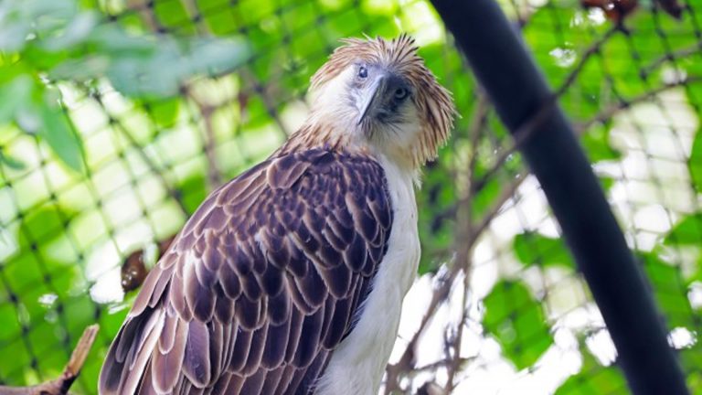 Philippine Eagle Outlives Lifespan In Captivity, A Win In Philippine Conservation