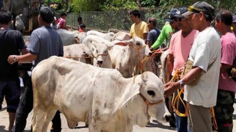 Burgos Cattle Program: Offspring To Be Turned Over To Other Farmers