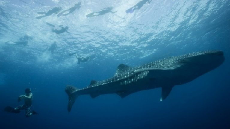 Southern Leyte’s Whale Shark Interaction Draws 10K Guests