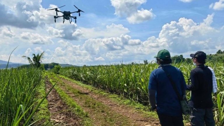 SRA Heightens Insecticide Spraying To Halt RSSI Spread In Negros Occidental