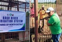 Irrigation Reopens For 6K Hectares Of Rice Farms In Central Negros