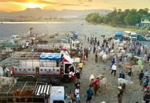 Batac City Revives ‘Dayo’ Livestock Auction Market June 21