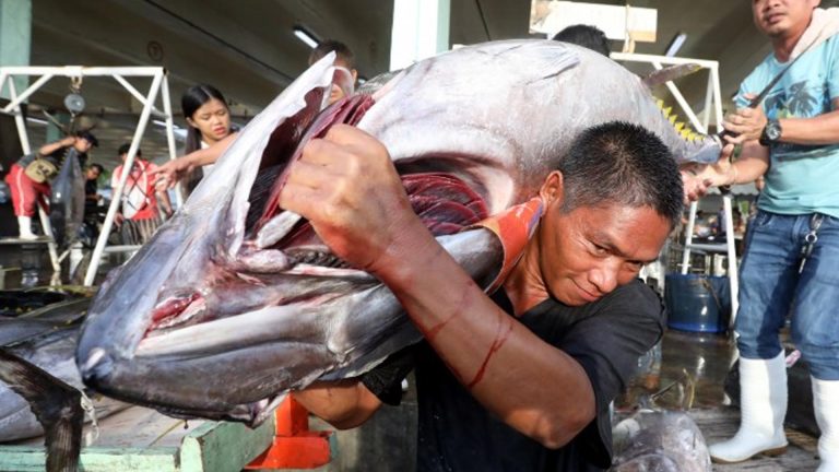 Philippine Tuna Catch Hits Over 230K Metric Tons In 2025