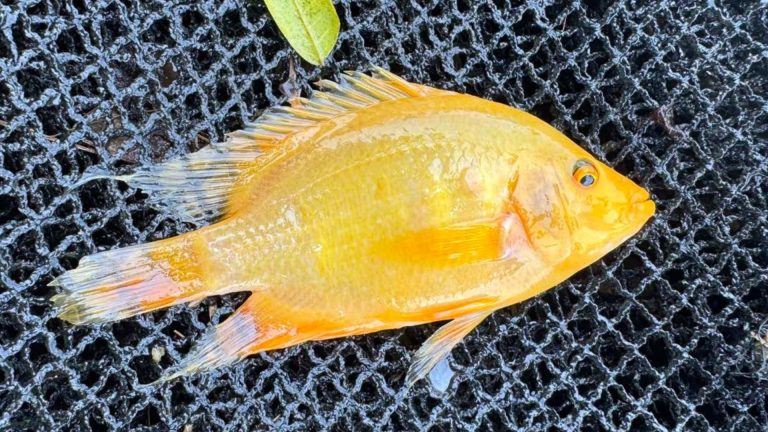 Escaped Flowerhorn Fish Threaten Laguna Biodiversity, Pose Potential Public Health Risks