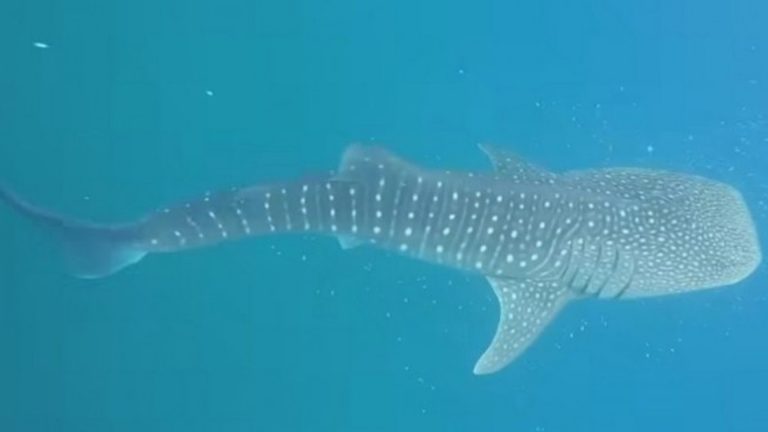 Antique Town Gears Up As Destination For Whale Shark Watching