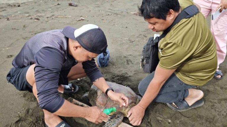 Rescued Marine Turtle Released Back To Sea In Surigao Del Sur Town