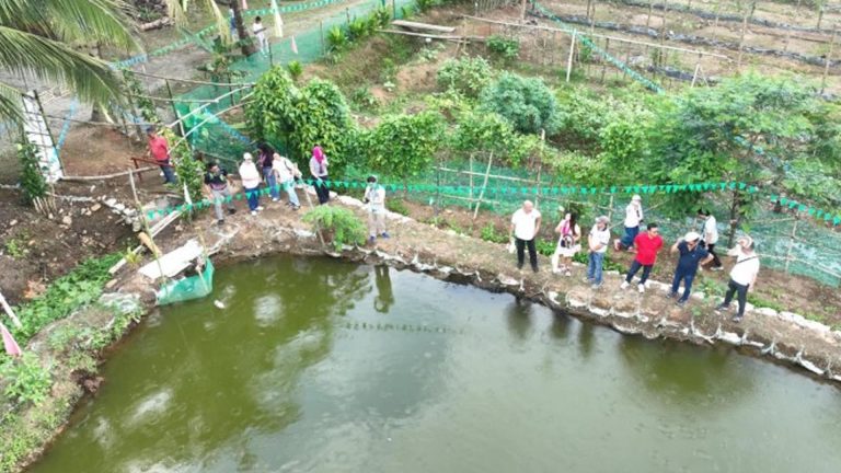 DSWD-NIA Project Yields PHP500 Thousand Income For Davao Farmers
