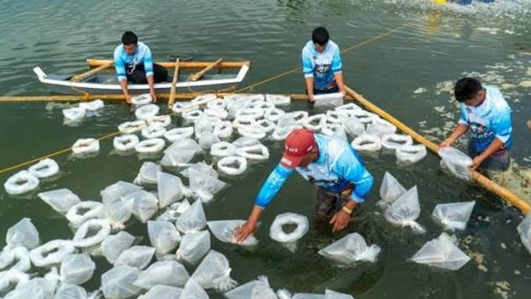 Study Seeks Productivity, Sustainability Of Whiteleg Shrimp Farming
