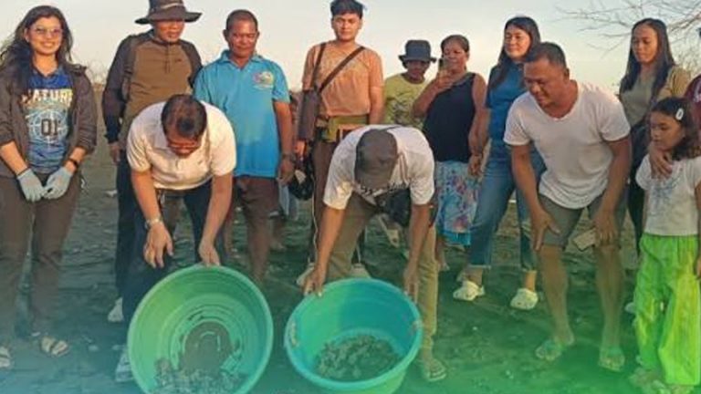 Occidental Mindoro Records 60 Marine Turtle Nests This Season
