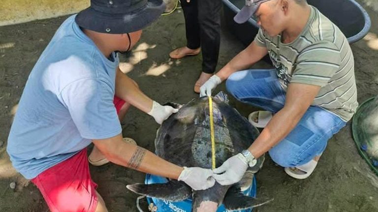 Rescued Olive Ridley Turtle Released In Zamboanga Del Norte