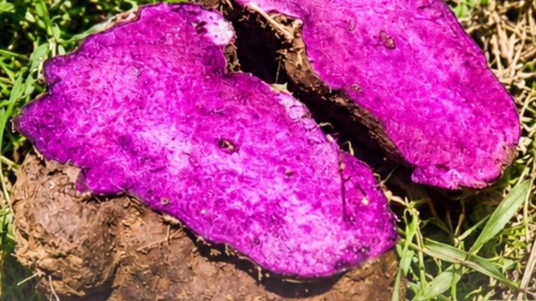 Ormoc City Sets Up Demo Farm To Boost Ube