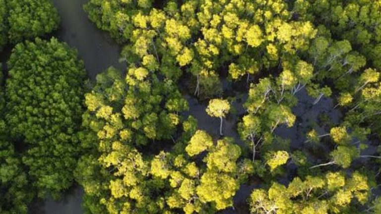 DENR Opens 1.18 Million Hectare Forest Land For Sustainable Investments