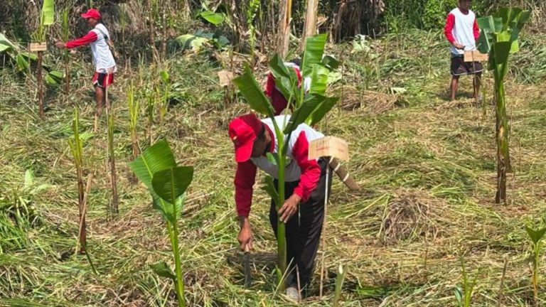 DOLE Hires TUPAD Workers To Rehabilitate Abaca Farm In Northern Samar