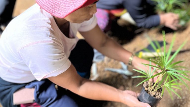 DENR Expands Bukidnon Rattan Gene Bank Amid Rising Industry Demand