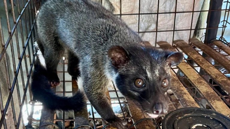 DENR Cites Public Role After Turnover Of Rescued Wildlife In Cotabato