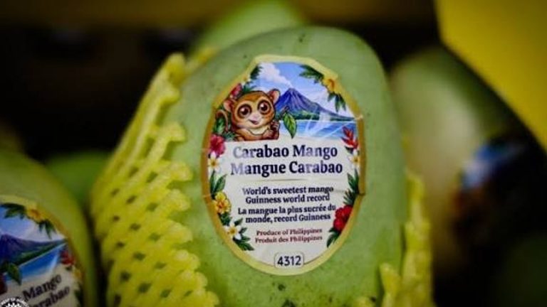 Philippines Sends First Commercial Shipment Of Carabao Mangoes To Canada