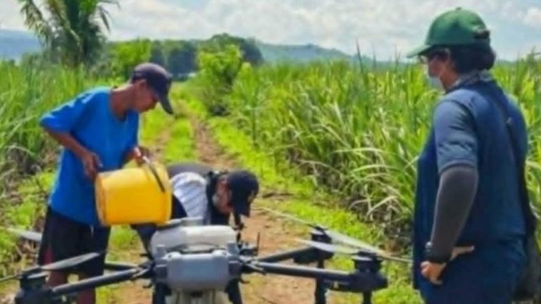 SRA Grants PHP400 Million Cash Aid For Farmers Hit By Sugarcane Pest