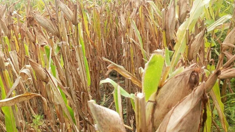 OPA Recommends Corn, Drought-Resistant Crops Amid Super El Niño Threat