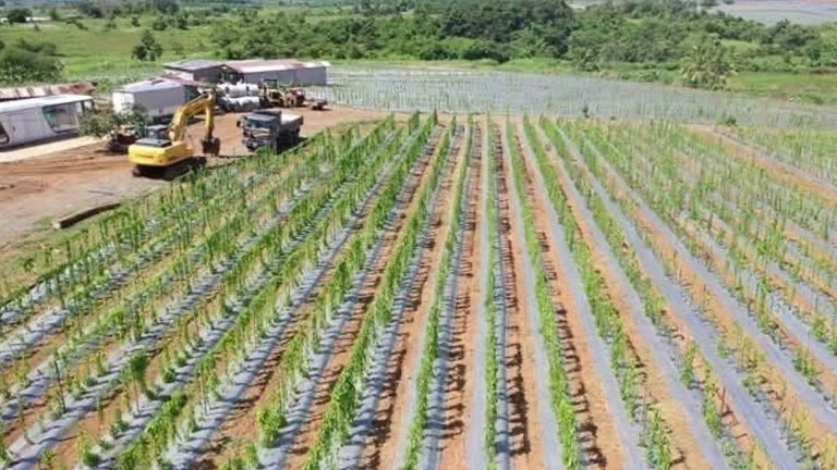 DA Beefs Up Ube Production In Cagayan Valley To Boost Global Exports