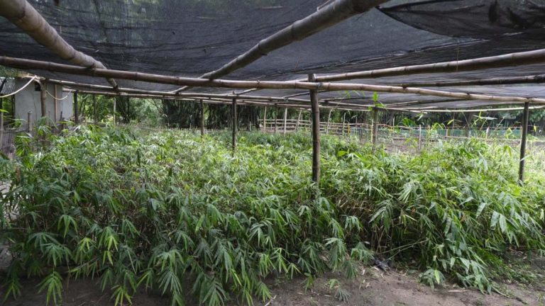 DENR Taps Bamboo, Water Impounding Systems To Protect Farms From El Niño